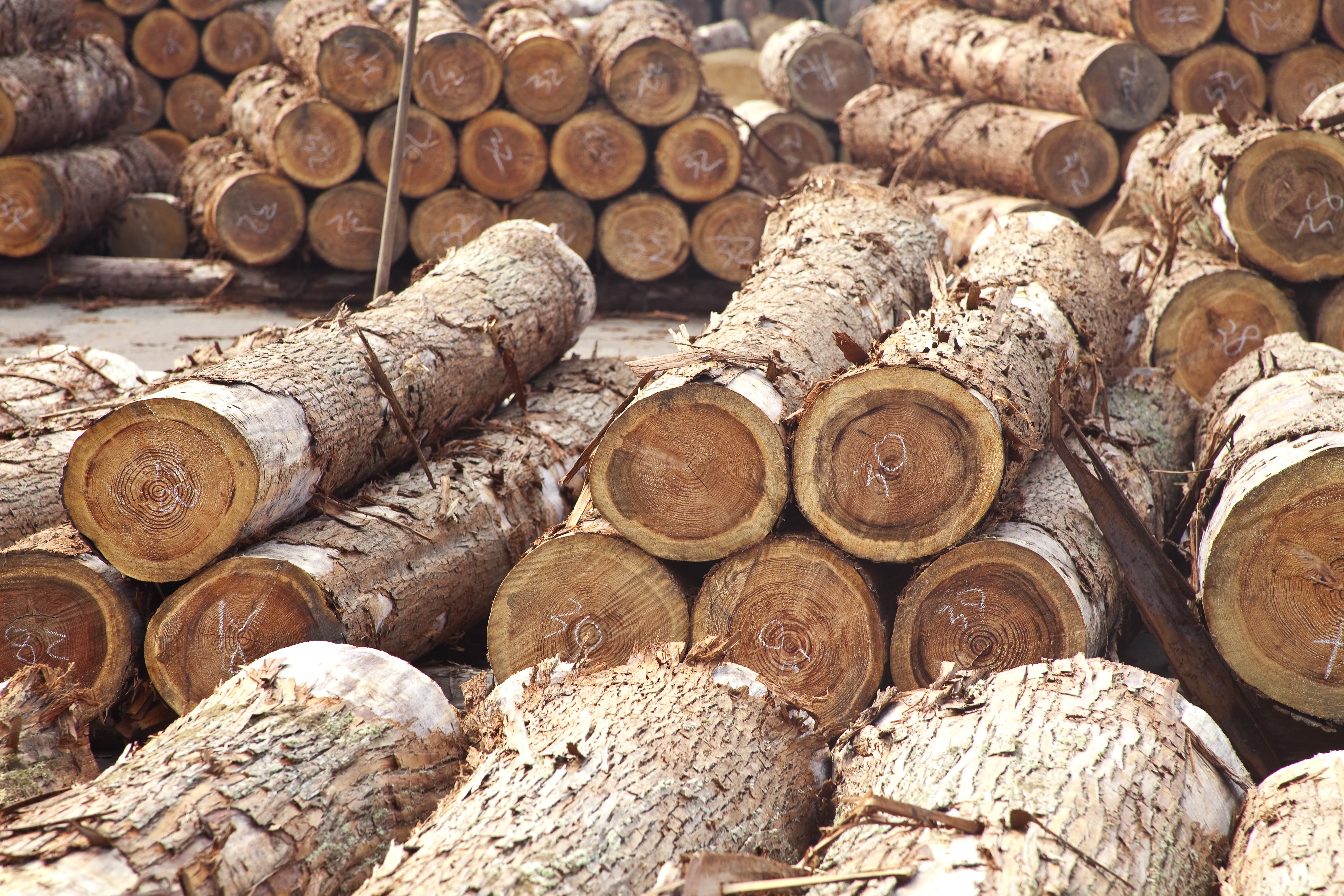 wood